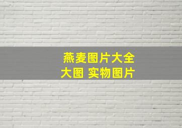 燕麦图片大全大图 实物图片